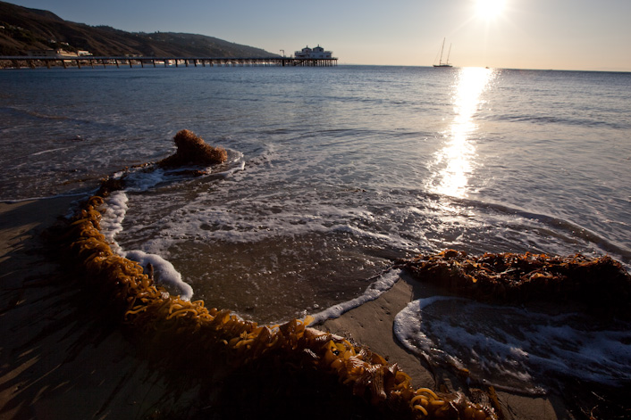 Seaweed, Malibu Beach and Pier