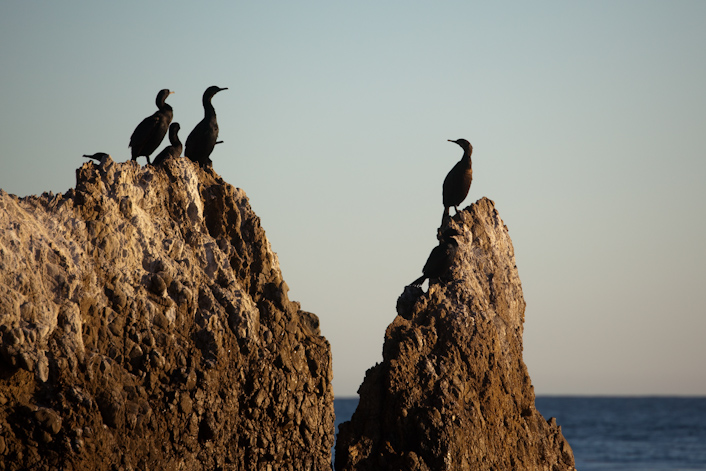 Birds perch on rocks at El Matador State Beach