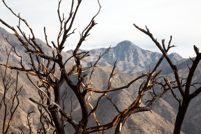 Burnt branches frame Strawberry Peak