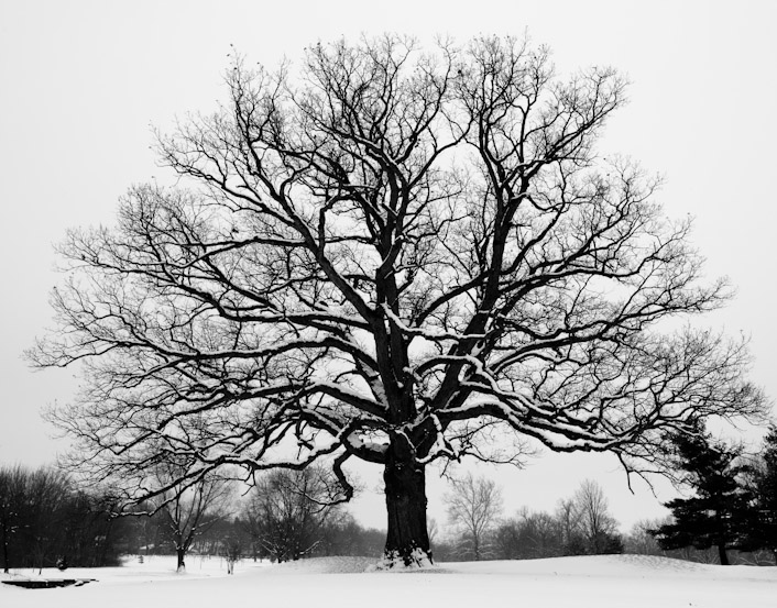 Snowy Tree 2009