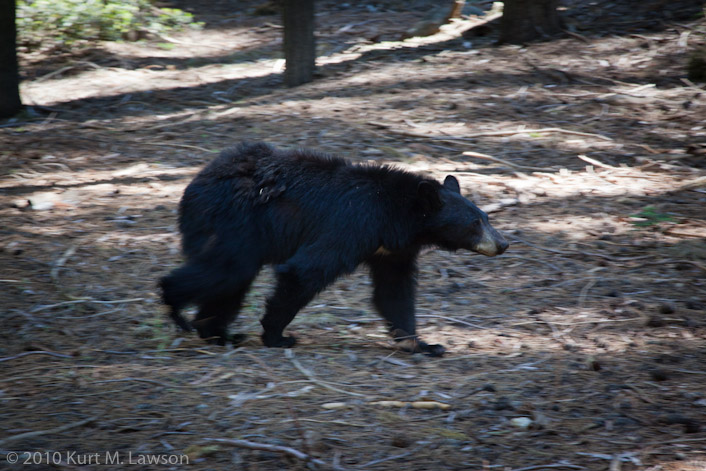 Black bear in the Giant Forest from close range