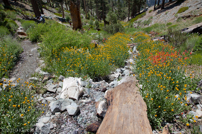 Mountain wildflowers and creek