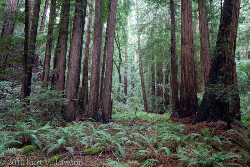 Redwood Calm