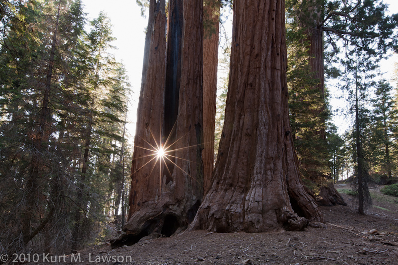 Sequoia Sun Flare