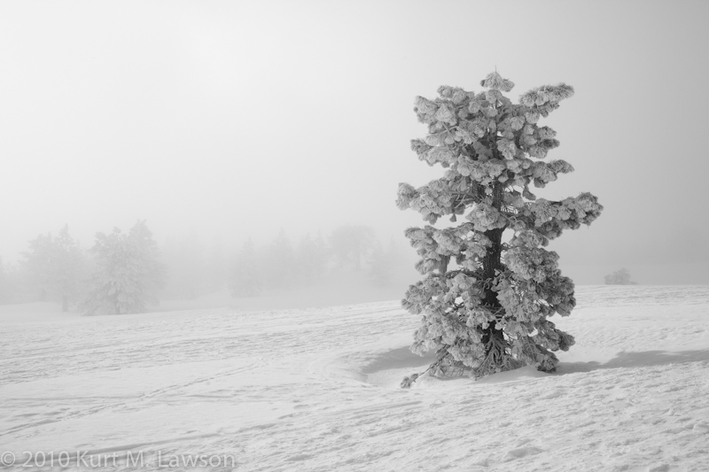 Snow-coverd Pine