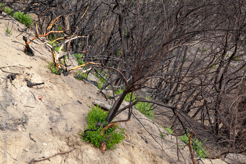 Burned bushes and new growth, December 2009