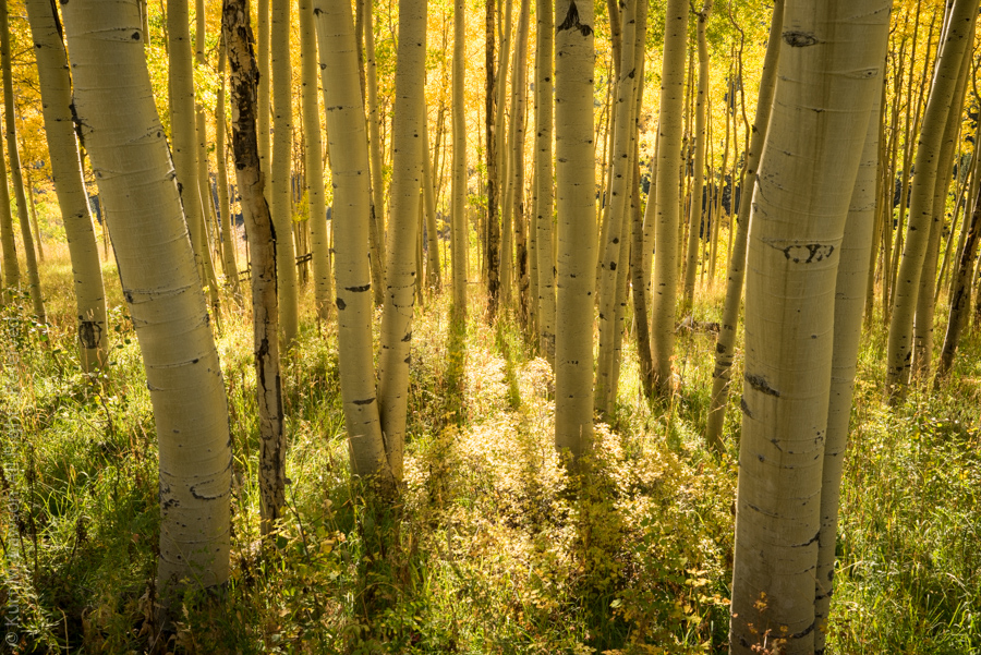 Morning Aspen Light