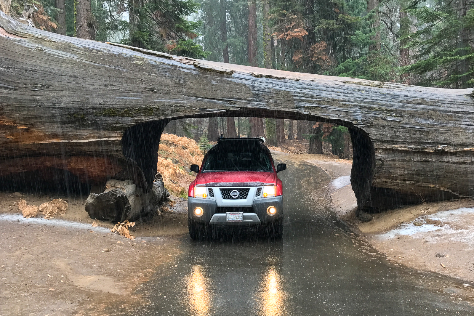 Xterra in a tunnel cut from a fallen redwood