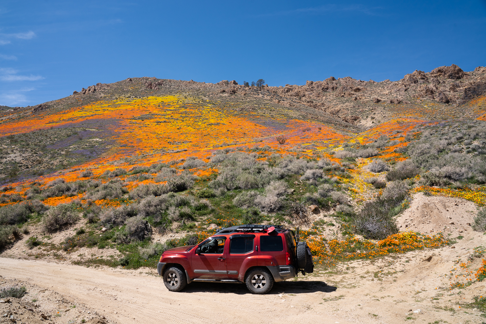 xterra and a wildflower bloom